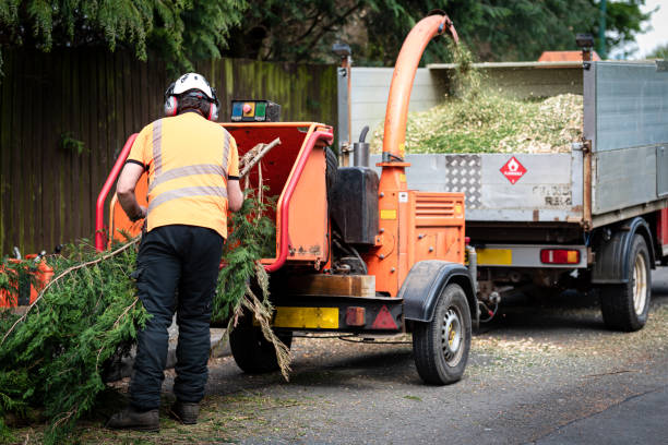 Best Affordable Tree Service  in USA